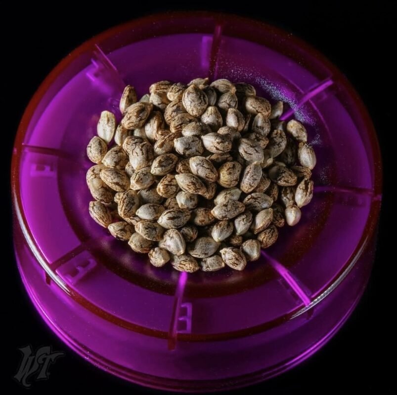 wizard trees seeds