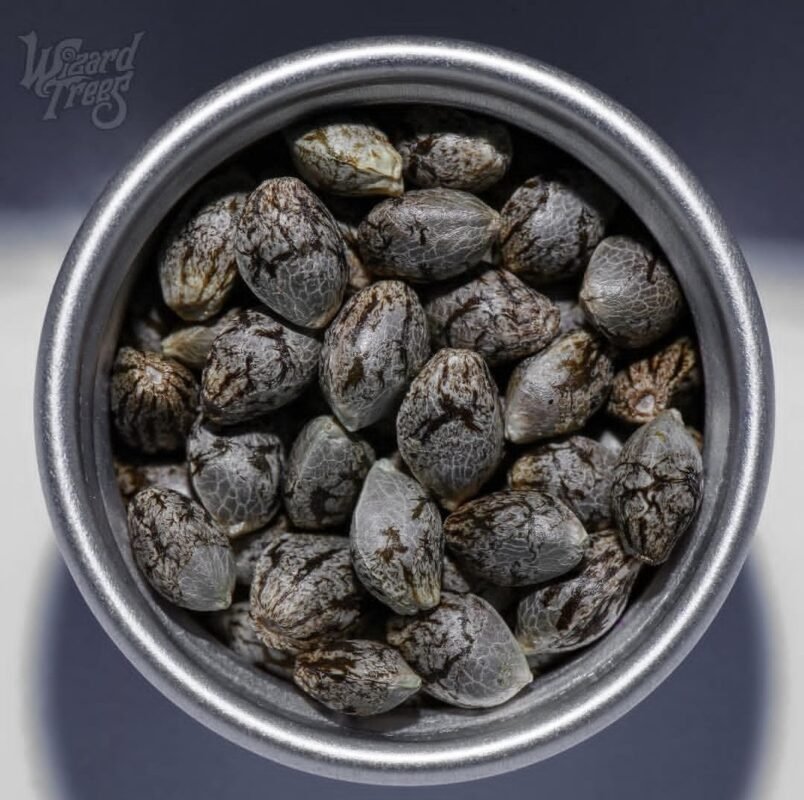 wizard trees seeds