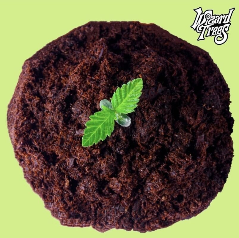 wizard trees seeds
