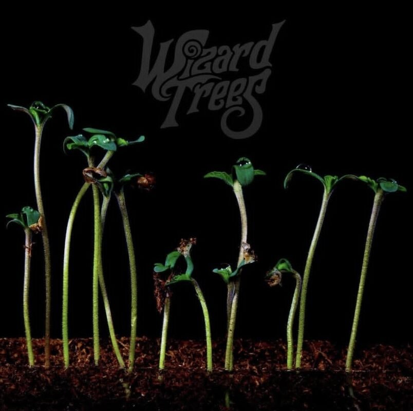 wizard trees seeds