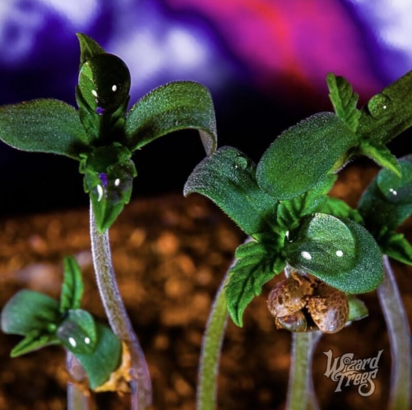 wizard trees seeds