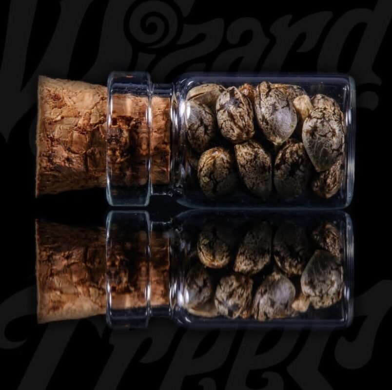 wizard trees seeds